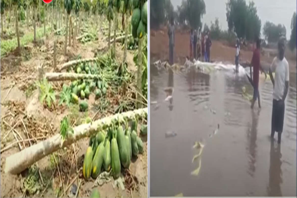 Heavy rainfall in Chittoor district affecting mango farms in Andhra Pradesh