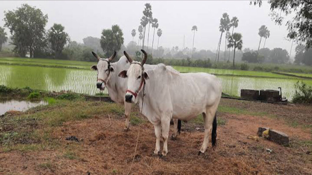 Free Education up to PhD – Zero Fees, Free Hostel & Food